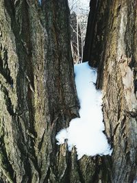 Trees on snow covered landscape