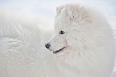 Close-up of a dog