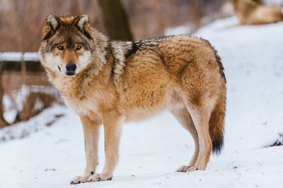 Wolf in the snow