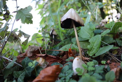 Close-up of mushroom growing on field