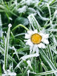 Close-up of snow on white flower blooming in field