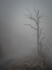 Bare tree on landscape against sky during foggy weather