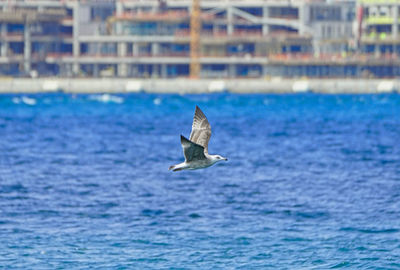 Seagull flying over sea