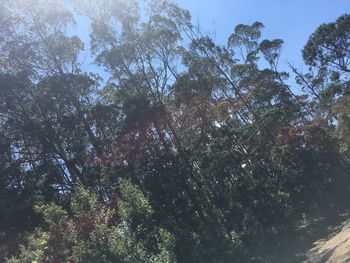 Low angle view of tree against sky