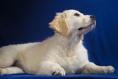 Close-up of dog sitting against blue wall