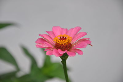 Close-up of pink cosmos flower blooming against white background