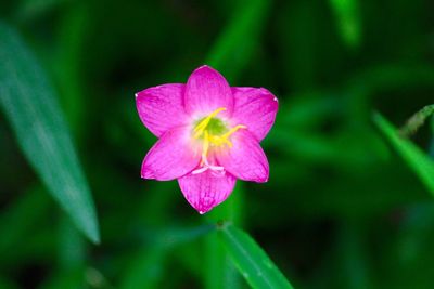 Close-up of pink flower