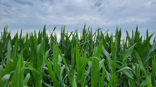 Crops growing on field against sky
