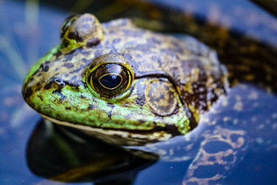 Close-up of frog