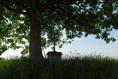 Trees on field against sky