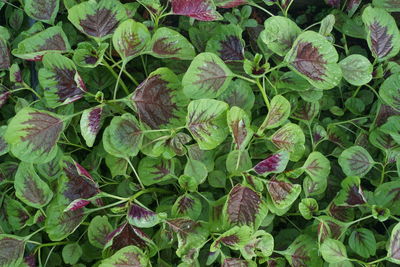 Close up of spinach vegetables