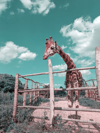 Giraffe in the zoo, teal blue orange graded, hungary