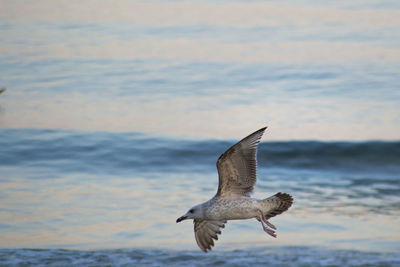 Seagull flying over sea against sky