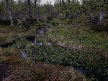 View of stream flowing through forest