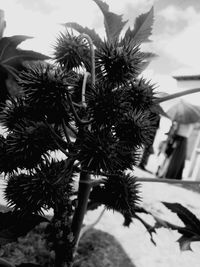 Low angle view of flowering plant