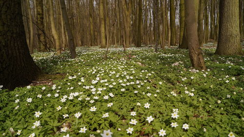 View of trees in forest