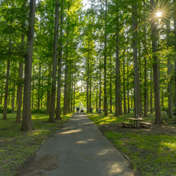 Road amidst trees in forest