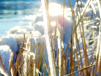 Close-up of frozen lake