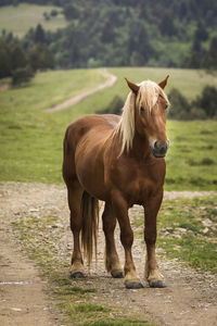 Horse standing in a field