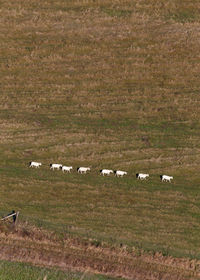 Aerial view of sheep walking on field