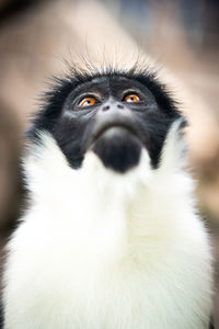 Close-up of diana monkey