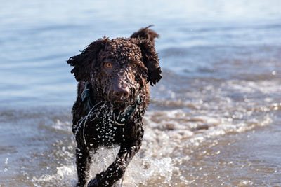 Close-up of wet dog on beach