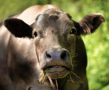 Close-up portrait of cow