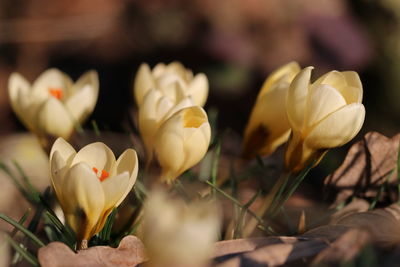 Close-up of white crocus flowers on field