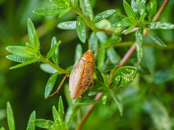 Close-up of insect on leaves