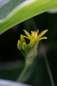 Close-up of yellow flowering plant