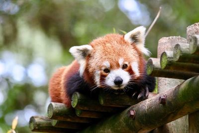 View of an animal on tree