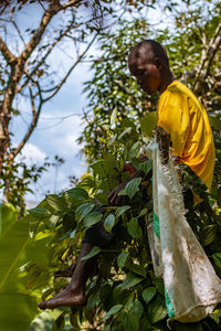 A farmer harvesting black pepper in rural area