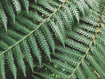 Close-up of fern leaves