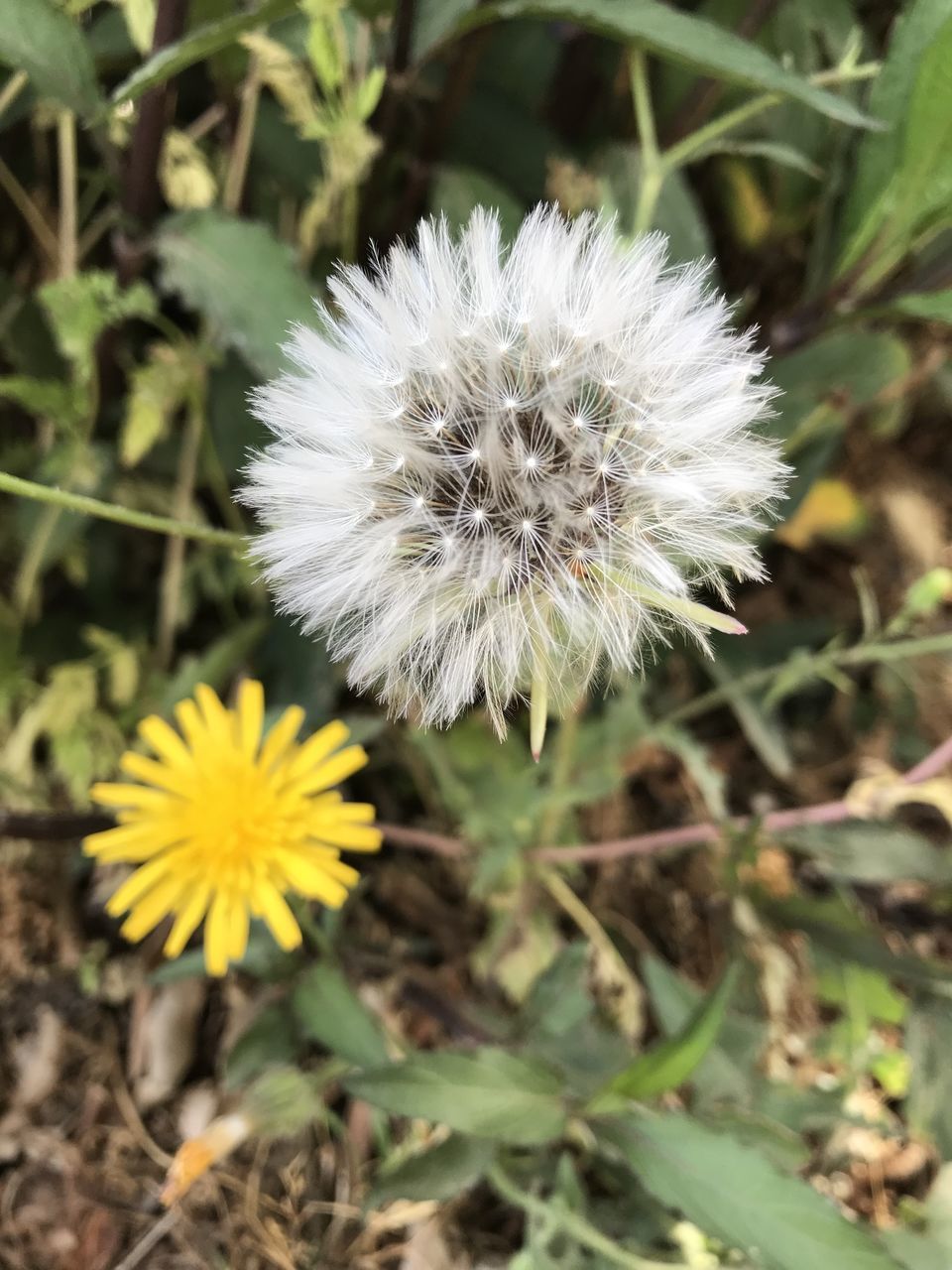 CLOSE-UP OF WHITE DANDELION