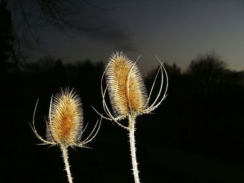 Close-up of thistle flowers against sky