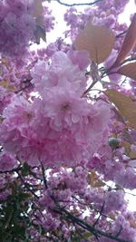 Low angle view of pink flowers on tree