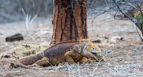 Close-up of iguana eating cactus fruit on field