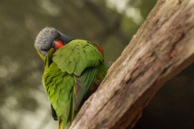 Close-up of parrot perching on leaf