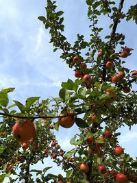 Low angle view of fruits growing on tree against sky