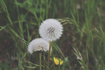 Close up of dandelion