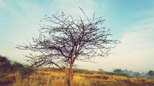 Tree on field against sky