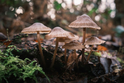 Close-up of mushrooms growing in forest