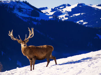 Deer on snow covered mountain