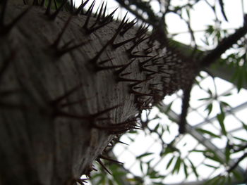 Low angle view of bare tree