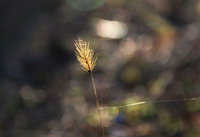 Close-up of wilted plant