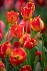 Close-up of red tulips on field