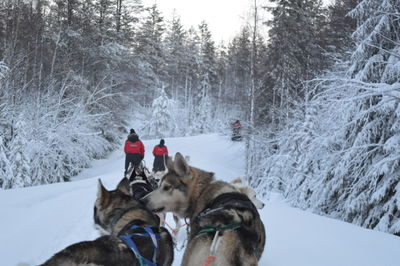 Rear view of people with dogsledding on field during winter