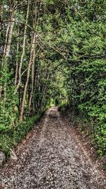 Footpath amidst trees in forest