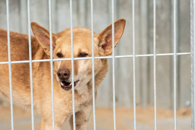 Close-up portrait of a dog in cage
