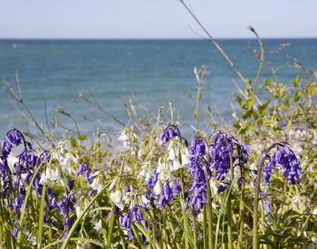 Purple flowering plants by sea against sky